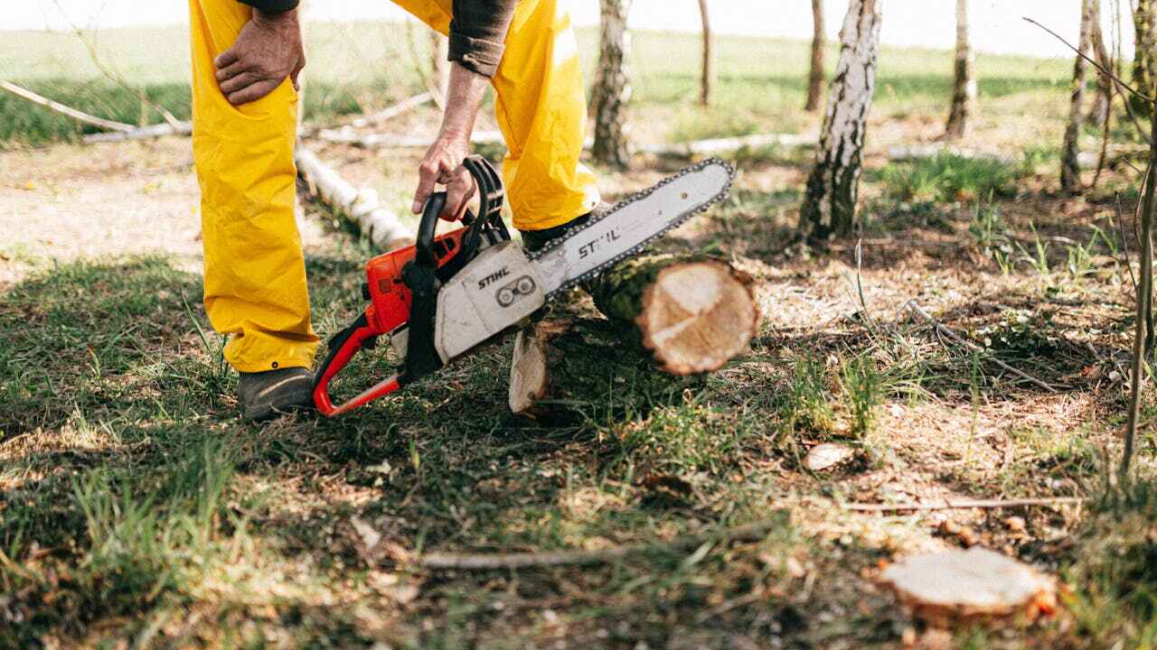 Tree Branch Trimming in Penn State Erie, PA